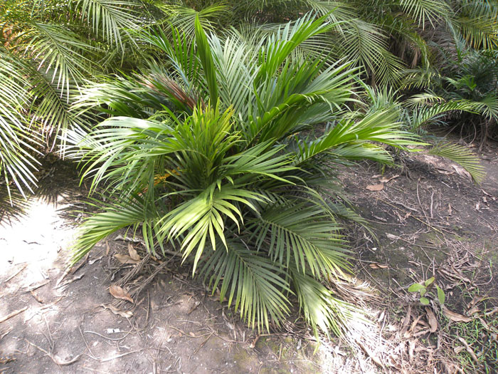 Chamaedorea cataractarum 1.jpg